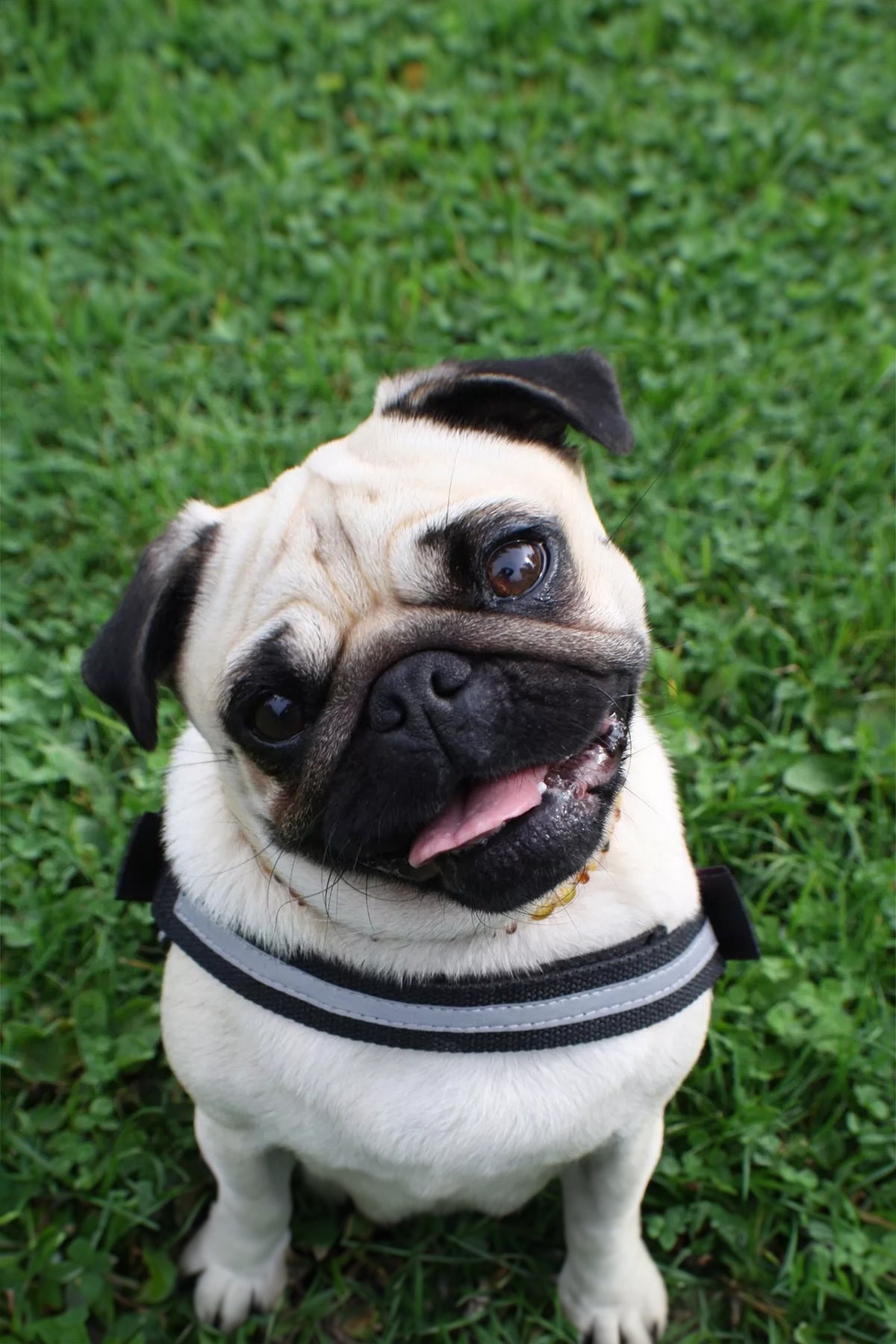 Gorra Pug Verde Chinitown Chinitown